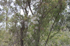 Clematis leptophylla