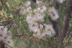 Clematis leptophylla