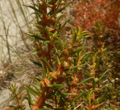 Gyrostemon australasicus