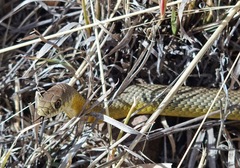 Coluber constrictor oaxaca