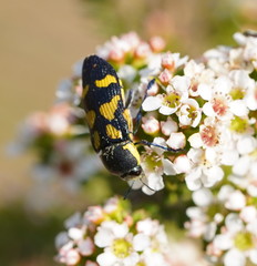 Castiarina octospilota