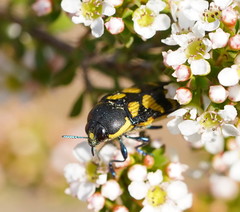 Castiarina octospilota