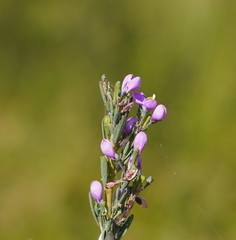 Comesperma retusum
