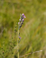 Comesperma retusum