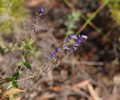 Veronica perfoliata