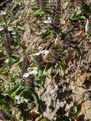 Tetramerium