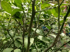 Citrus × aurantiifolia