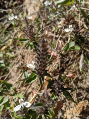 Tetramerium