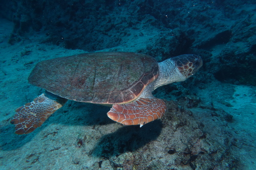 Loggerhead Sea Turtle (Caretta caretta)