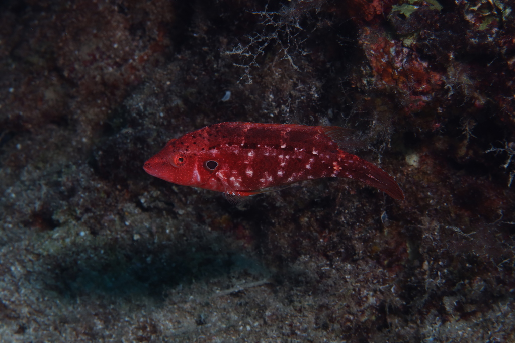 Sideburn Wrasse