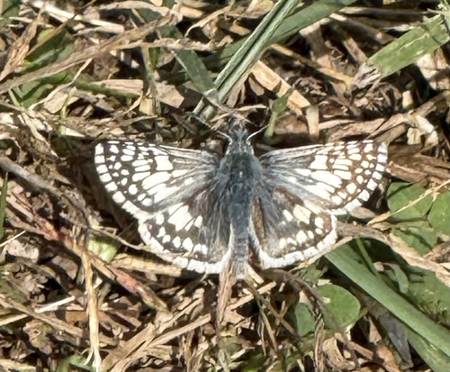 Common Checkered-Skipper