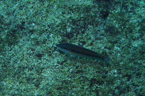Ornate Wrasse (Thalassoma pavo)