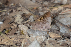 Trapezites phigalioides