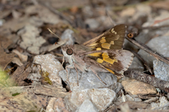 Trapezites phigalioides