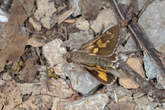 Trapezites phigalioides