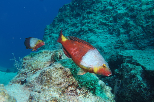 European Parrotfish (Sparisoma cretense)