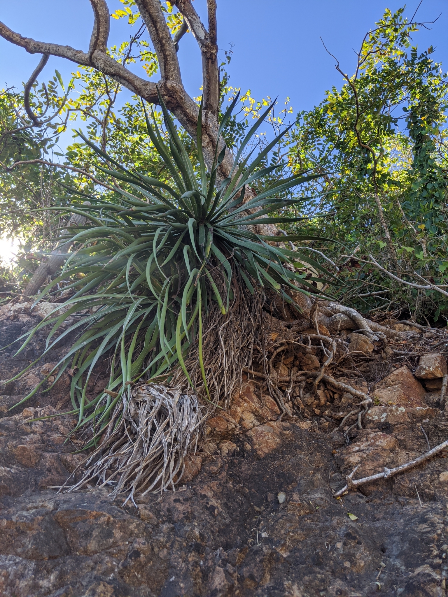 Agave complicata Trel. ex Ochot. 6