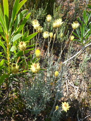 Syncarpha staehelina