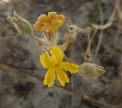 Goodenia robusta