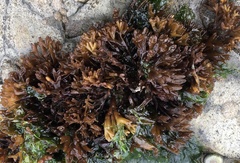 Nothogenia fastigiata