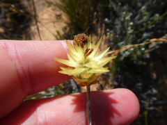 Syncarpha staehelina