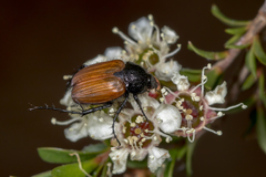 Phyllotocus rufipennis