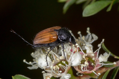 Phyllotocus rufipennis