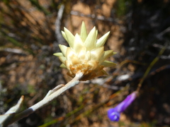 Syncarpha staehelina