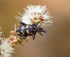 Mecynodera coxalgica