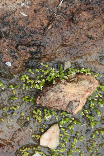 Crassula aphylla