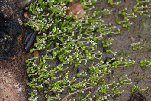 Crassula aphylla