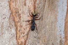 Camponotus suffusus bendigensis