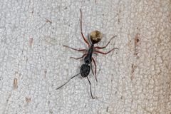Camponotus suffusus bendigensis