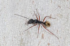 Camponotus suffusus bendigensis