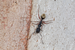 Camponotus suffusus bendigensis