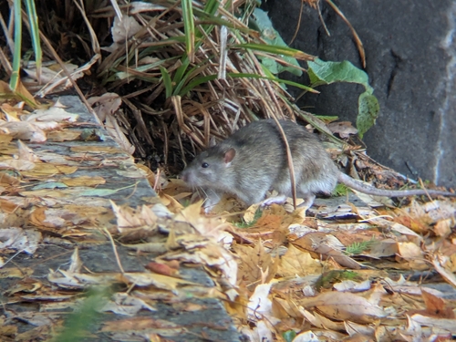 Rat photographed near here on 2025-10-13