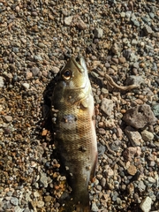 Lutjanus novemfasciatus