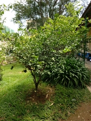 Citrus × aurantiifolia