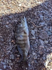 Lutjanus novemfasciatus