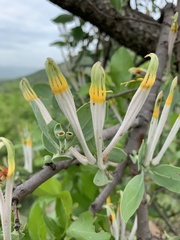 Agelanthus natalitius zeyheri