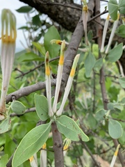 Agelanthus natalitius zeyheri