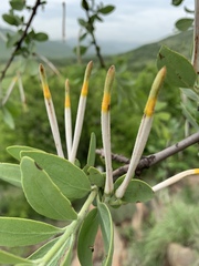 Agelanthus natalitius zeyheri