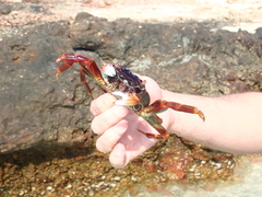 Grapsus albolineatus