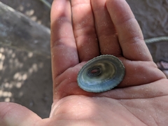 Fissurella virescens