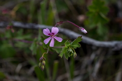 Pelargonium patulum