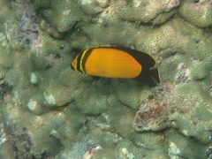 Chaetodon melapterus