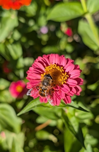 Unknown species found near Roseville, MN 55113, USA