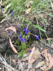 Lobelia gibbosa