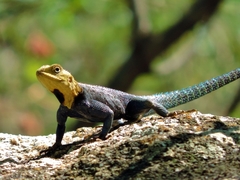 Agama kirkii