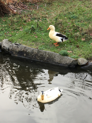 Anas platyrhynchos domesticus